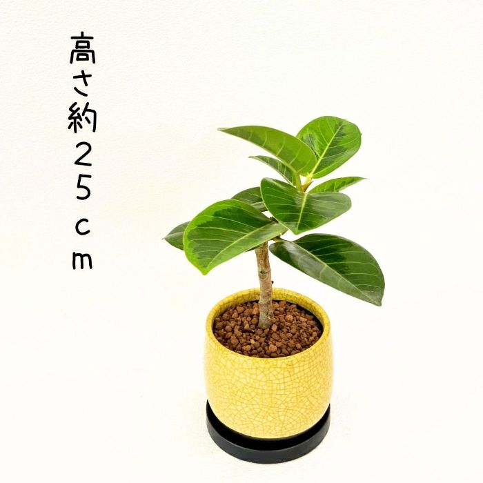 観葉植物現品販売