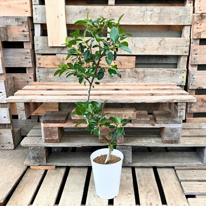 観葉植物現品販売