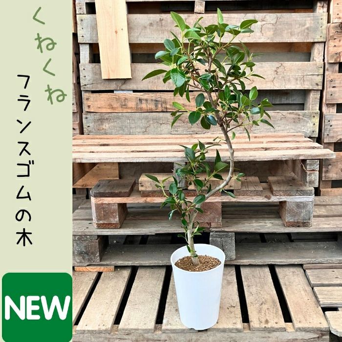 観葉植物現品販売