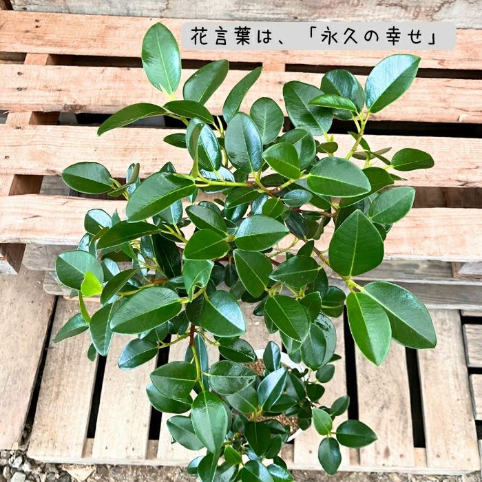 観葉植物現品販売