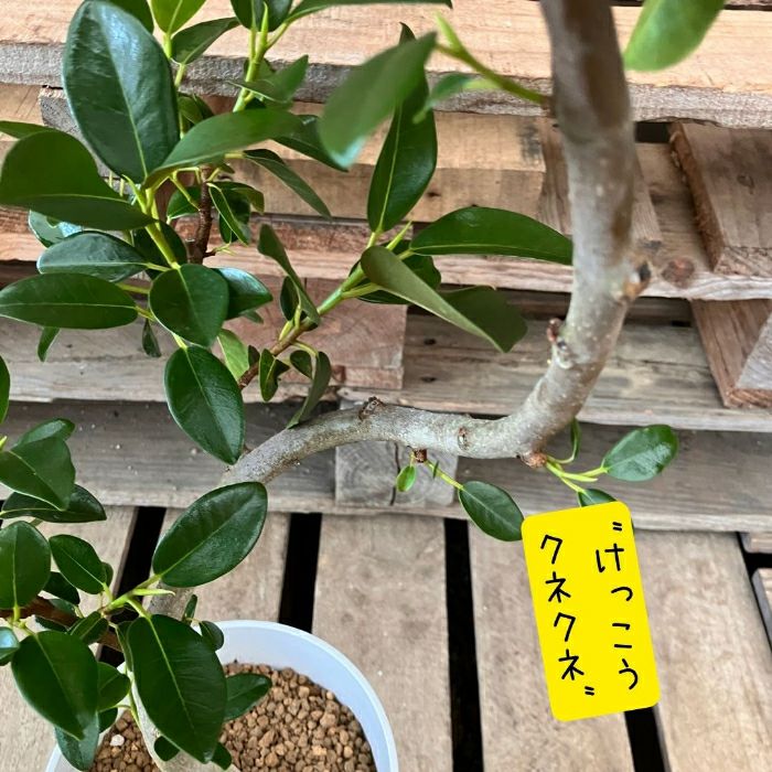 観葉植物現品販売