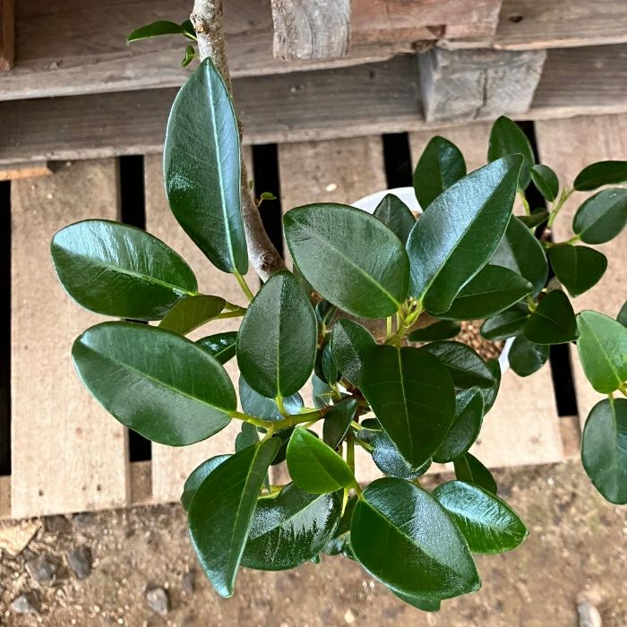 観葉植物現品販売