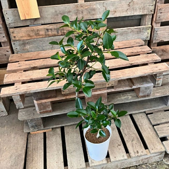 観葉植物現品販売