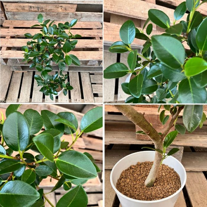 観葉植物現品販売