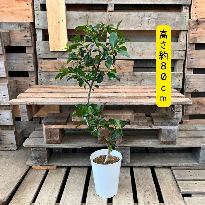 観葉植物現品販売