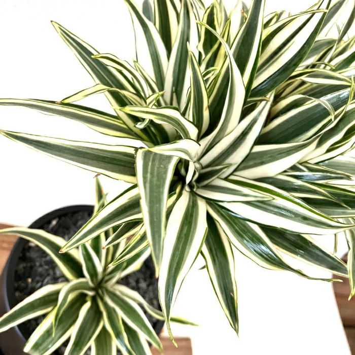 観葉植物現品販売