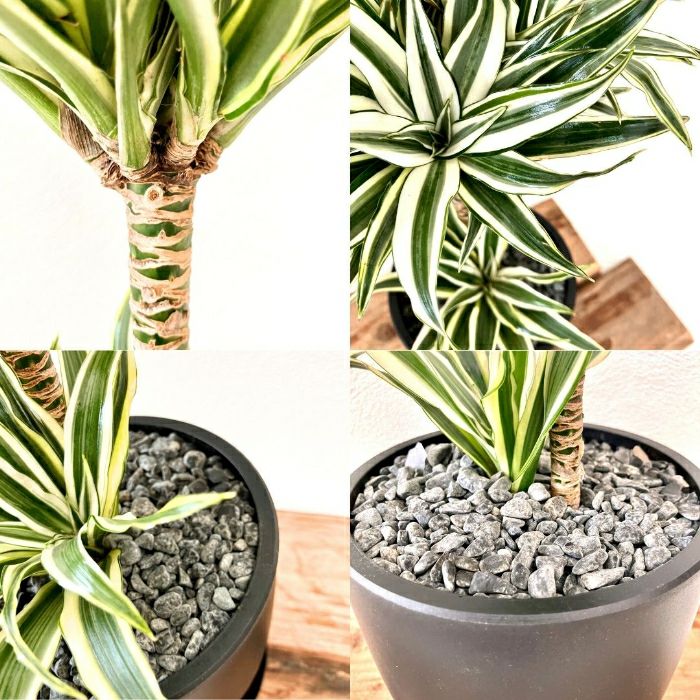 観葉植物現品販売