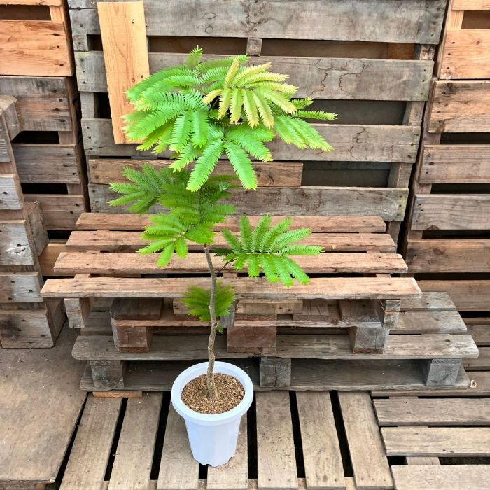 観葉植物現品販売