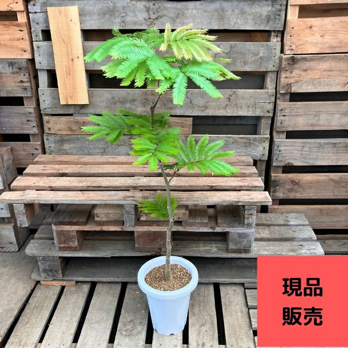 観葉植物現品販売