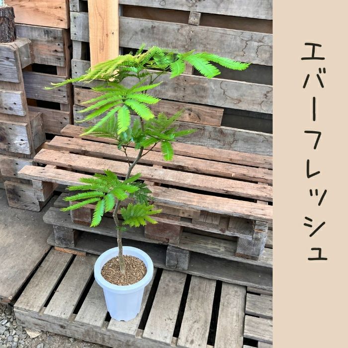 観葉植物現品販売
