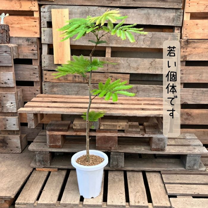 観葉植物現品販売