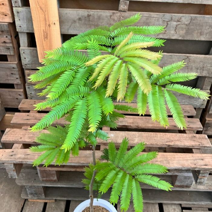 観葉植物現品販売