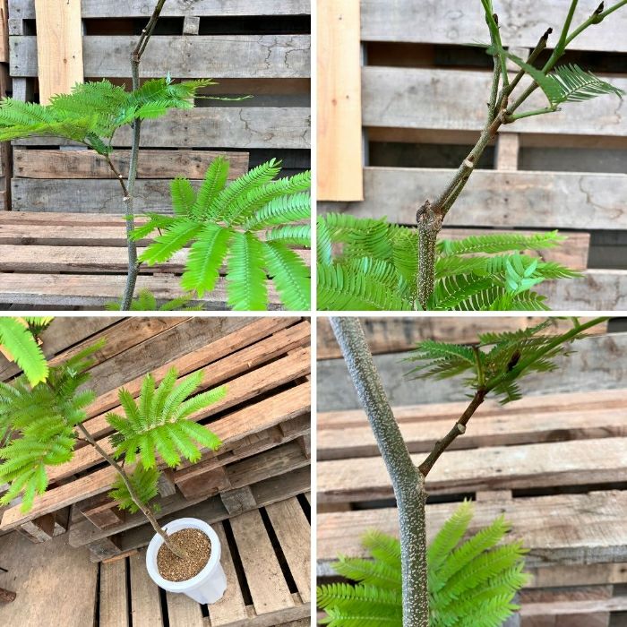 観葉植物現品販売