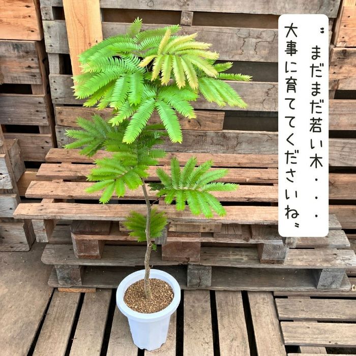 観葉植物現品販売