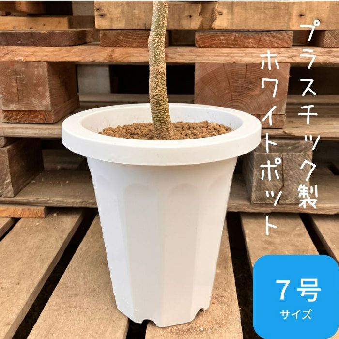 観葉植物現品販売