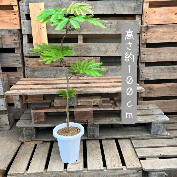 観葉植物現品販売