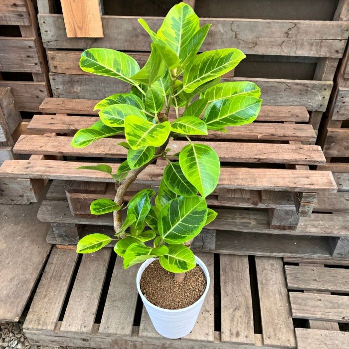 観葉植物現品販売