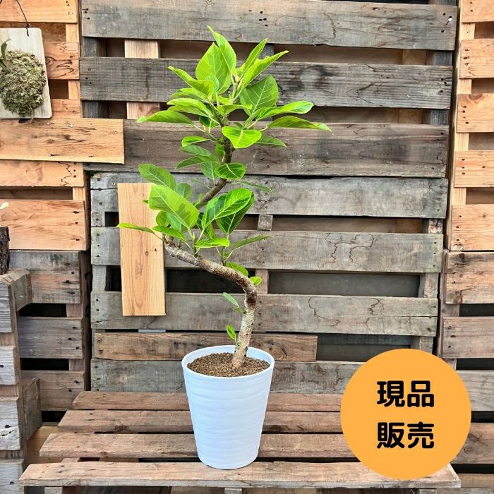 観葉植物現品販売