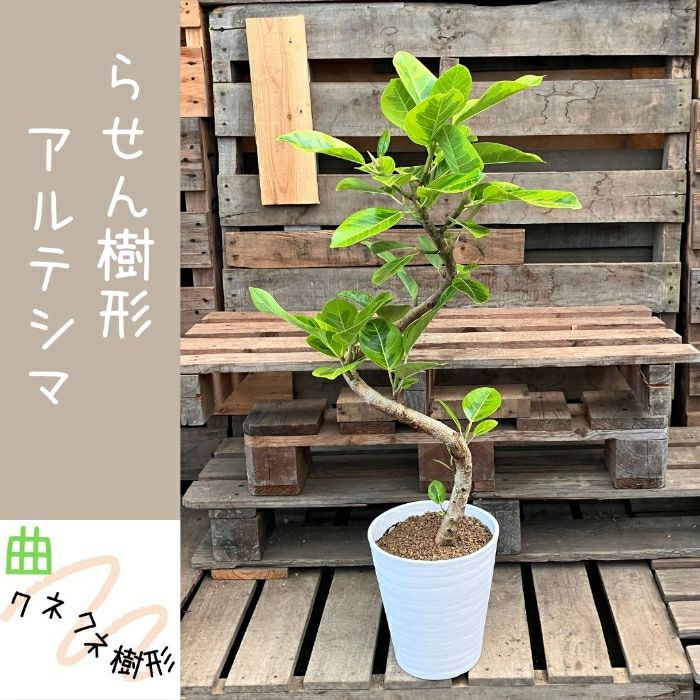 観葉植物現品販売