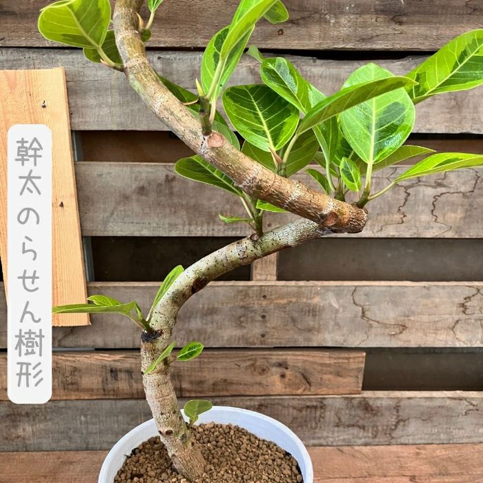 観葉植物現品販売