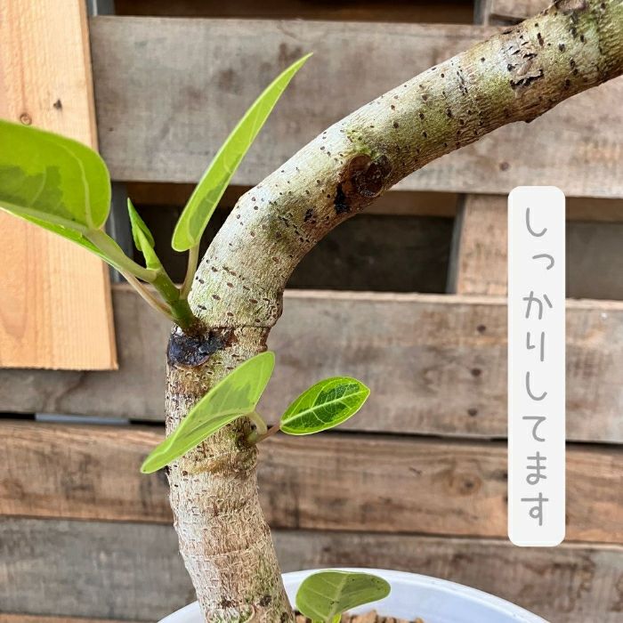 観葉植物現品販売