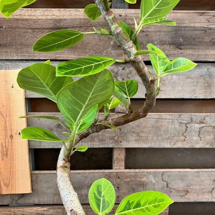 観葉植物現品販売