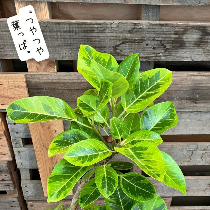 観葉植物現品販売