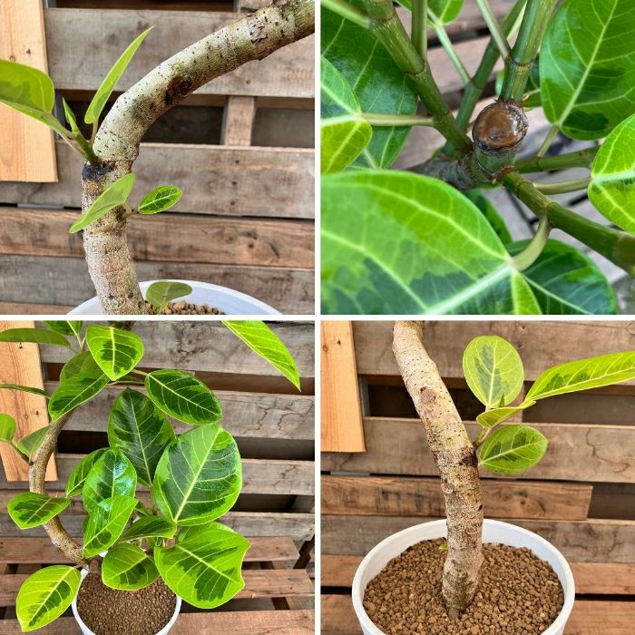 観葉植物現品販売