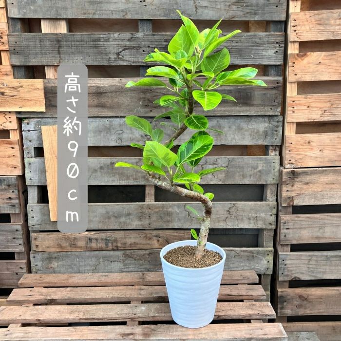 観葉植物現品販売