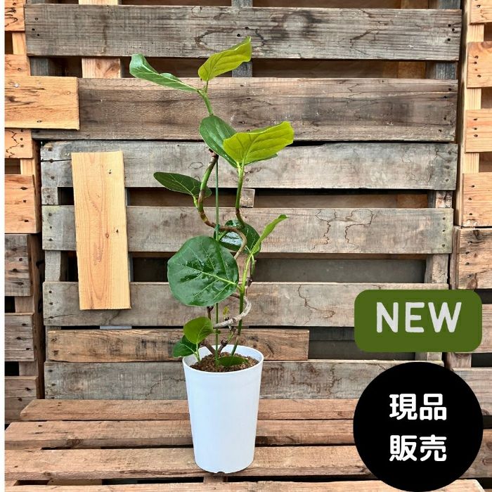 観葉植物現品販売