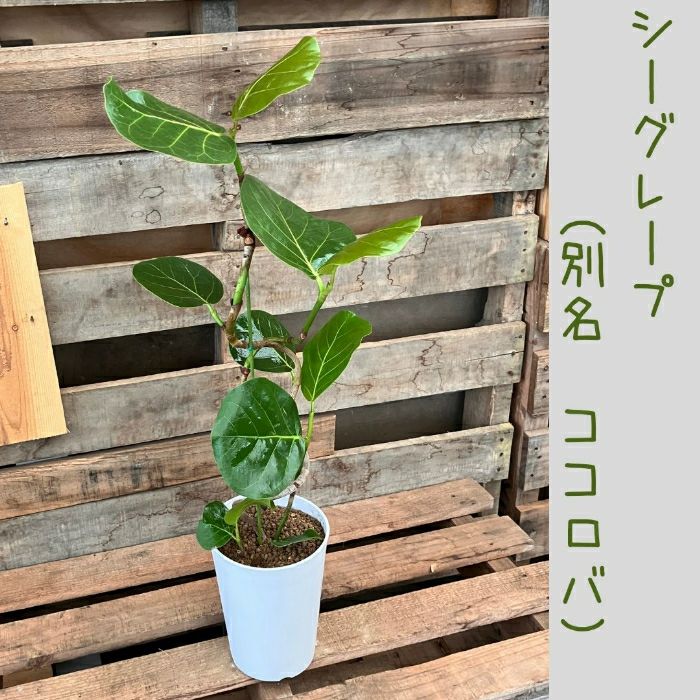 観葉植物現品販売