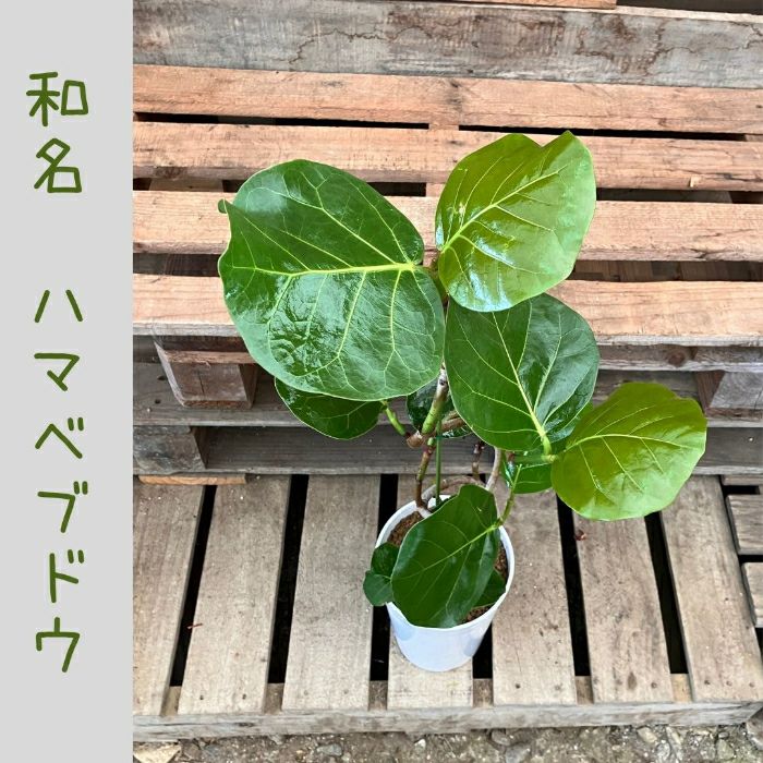 観葉植物現品販売