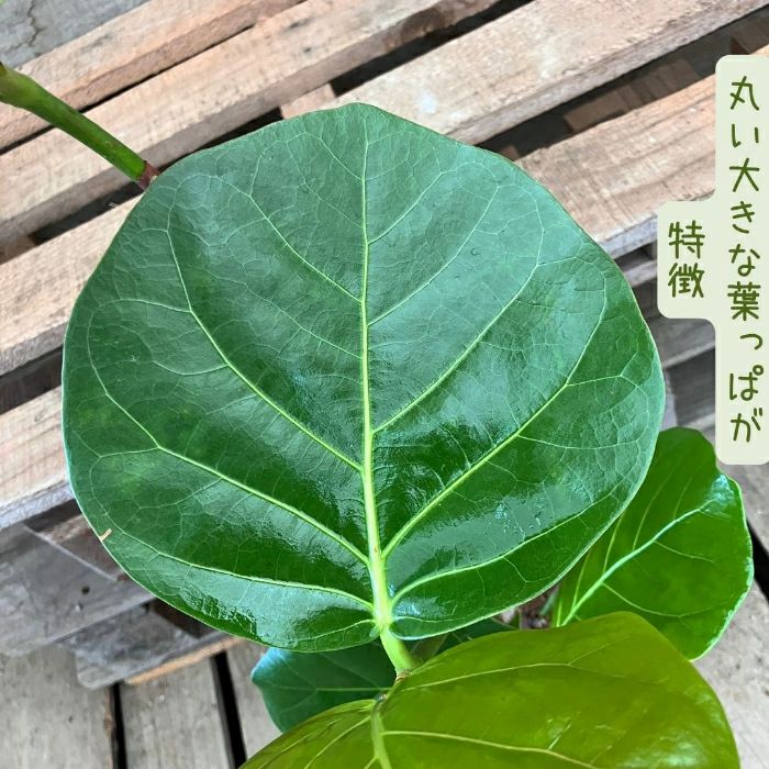 観葉植物現品販売