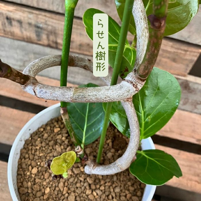 観葉植物現品販売