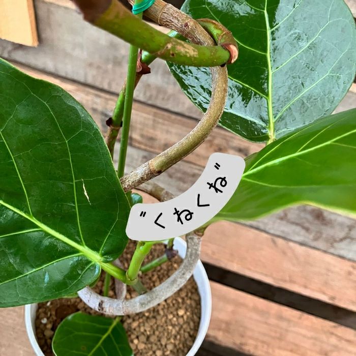 観葉植物現品販売