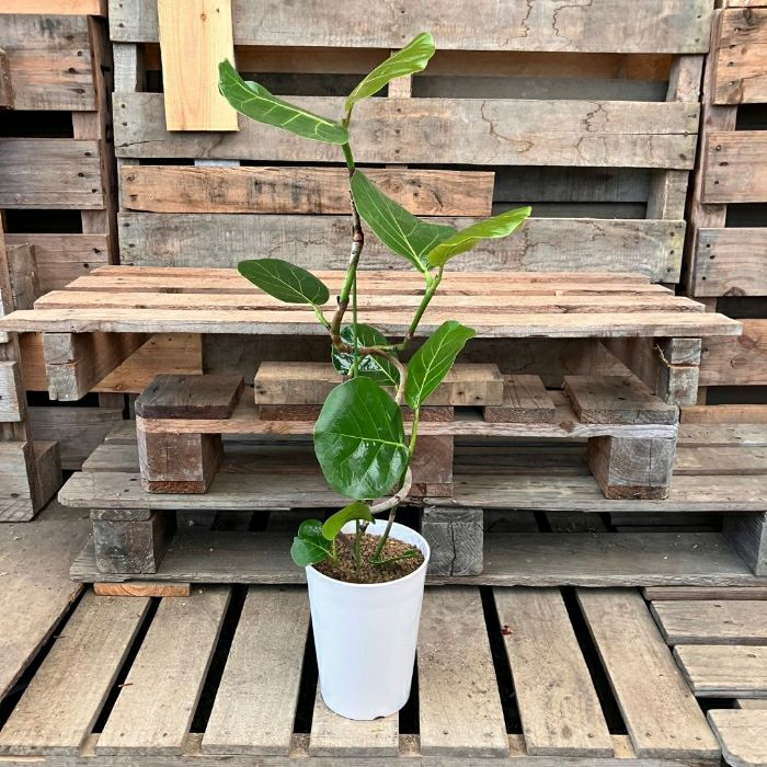 観葉植物現品販売