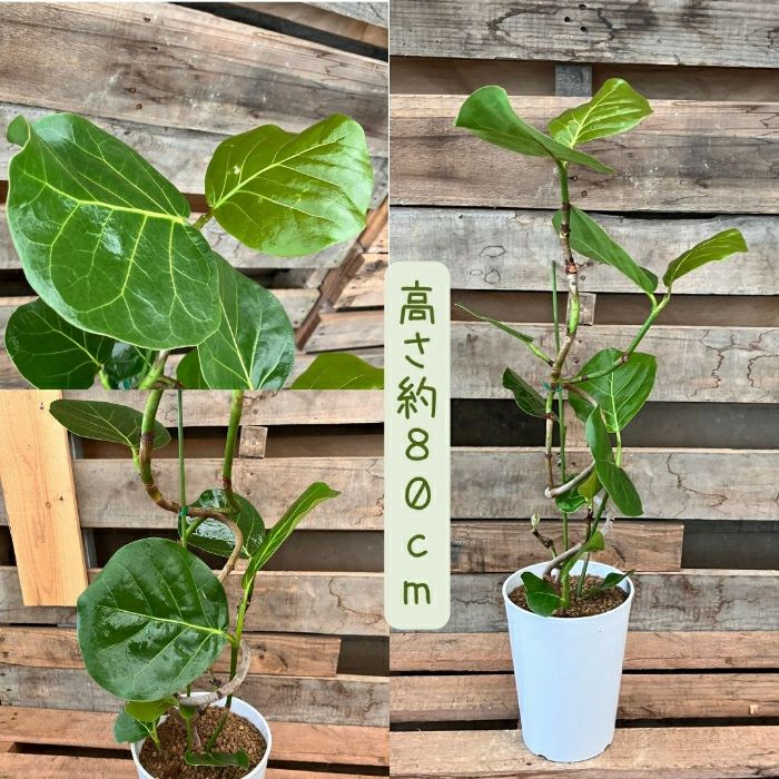 観葉植物現品販売