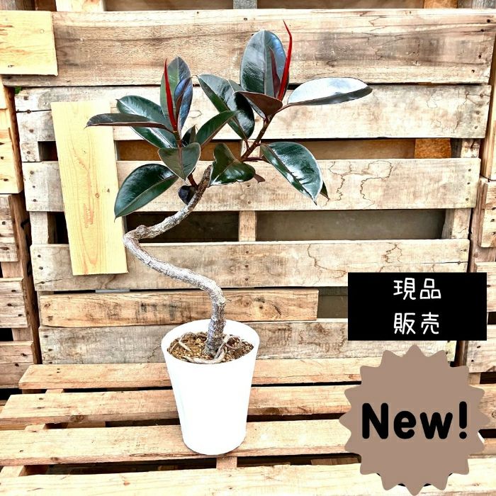 観葉植物現品販売