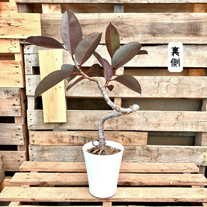 観葉植物現品販売