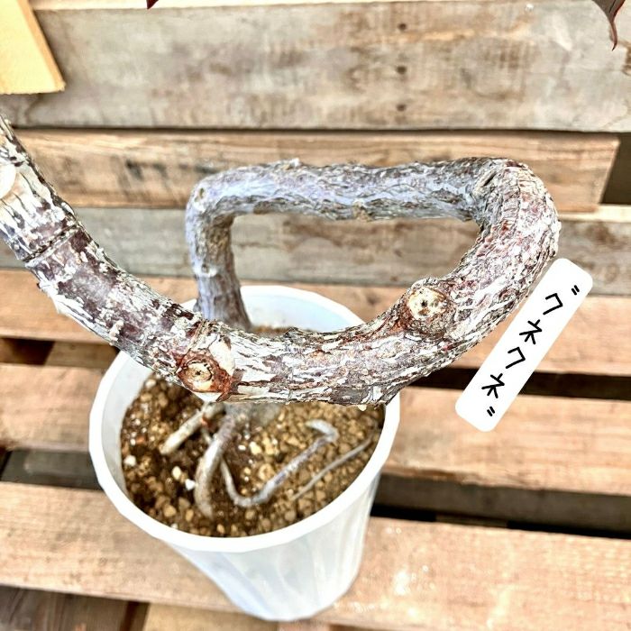 観葉植物現品販売