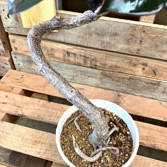 観葉植物現品販売