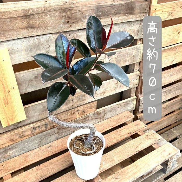 観葉植物現品販売