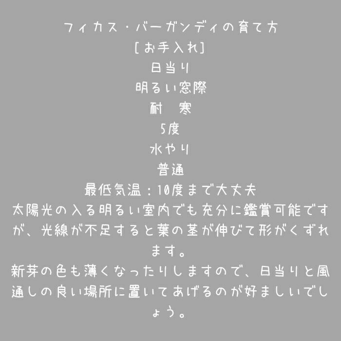 観葉植物現品販売