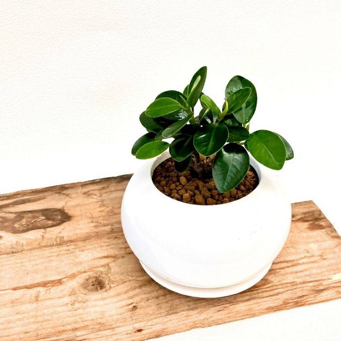 観葉植物現品販売