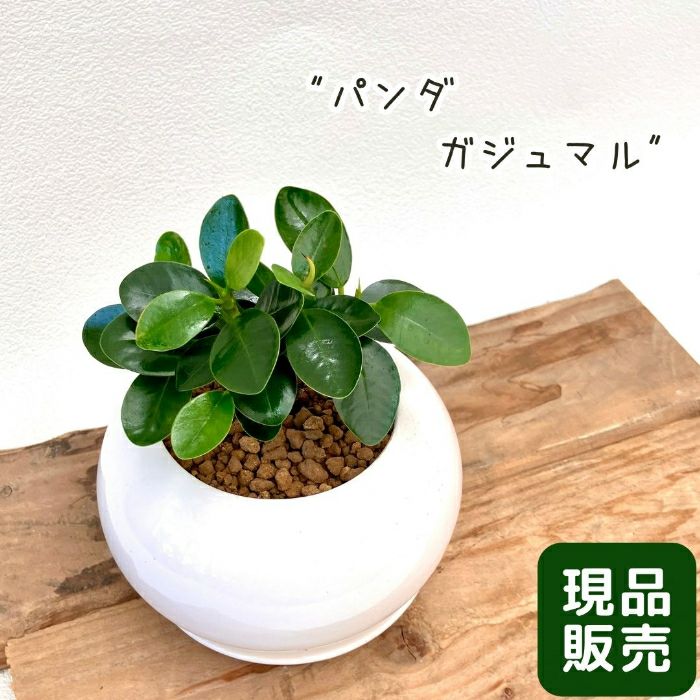 観葉植物現品販売