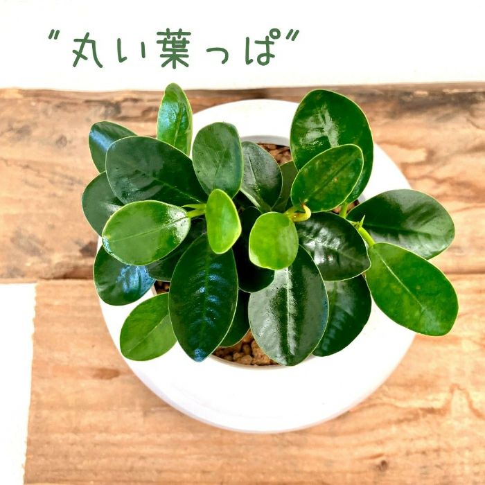 観葉植物現品販売