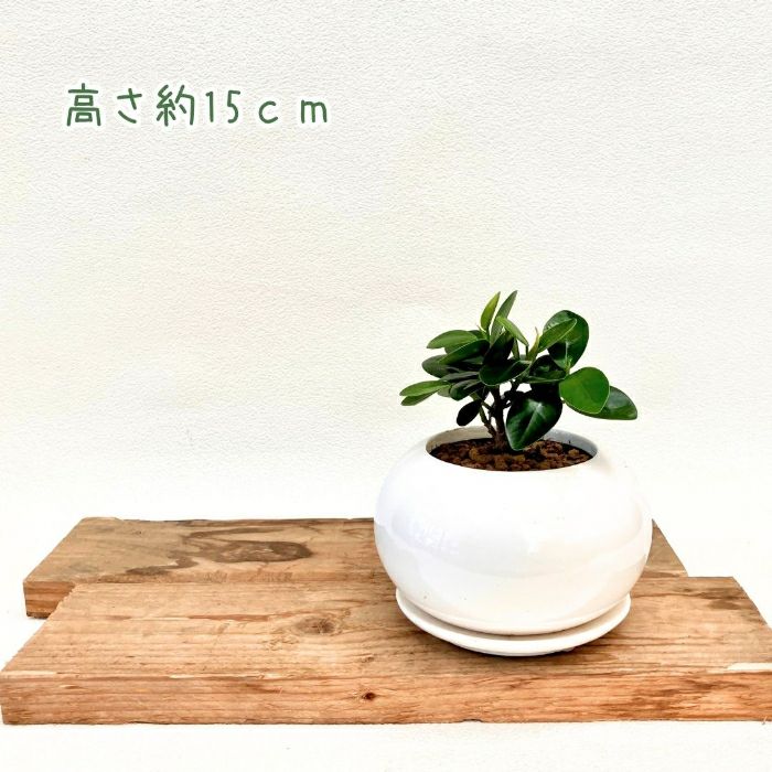 観葉植物現品販売