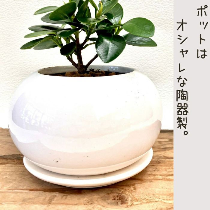 観葉植物現品販売