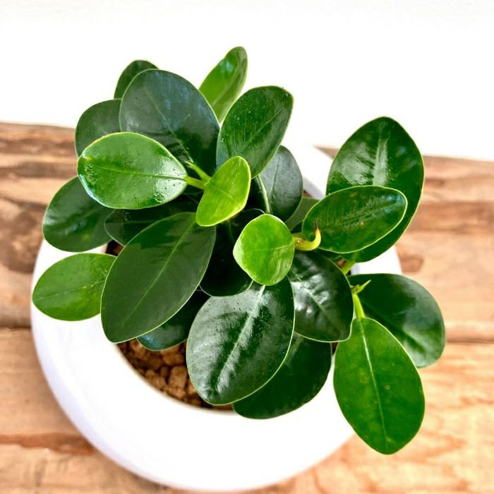 観葉植物現品販売