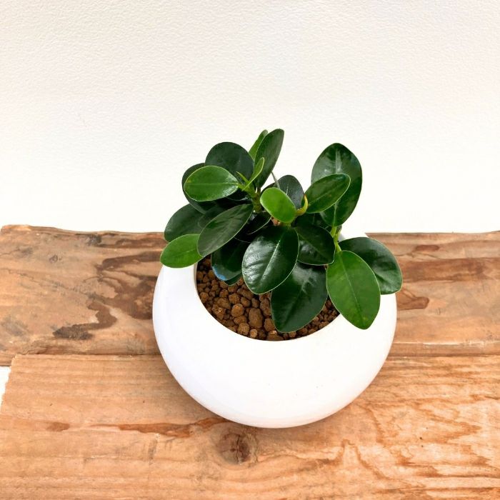観葉植物現品販売